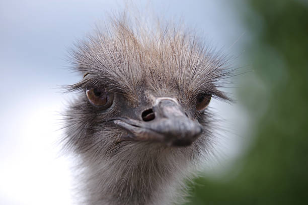 Head of a young ostrich. Looking into the camera