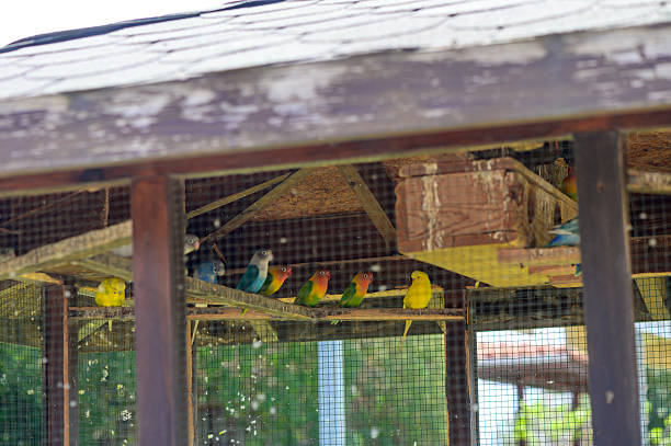 Bright tropical parrots seen through wire mesh inside an aviary in Cyprus. Exotic birds in captivity, vibrant feathers, sunny outdoor environment.