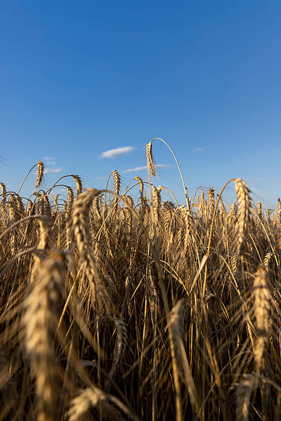 istock wheat field before harvest in the summer season 2215585577