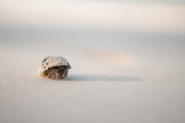 Crab on the beach, boy are they fast. Canon 70-200 IS L.