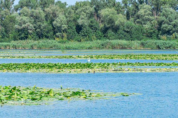 Slowly flowing river is overgrown with yellow water lilies. Ecological problem shallow and thickets. Nuphar lutea perennial aquatic plant of family nymphaeaceae. Banks overgrown green reed and cane.