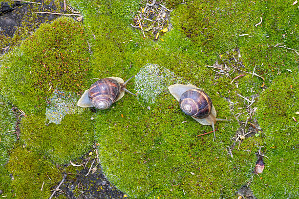 Close-up of a snail gliding over a forest floor, surrounded by pine needles and tiny green plants, highlighting the delicate balance of nature and its textures