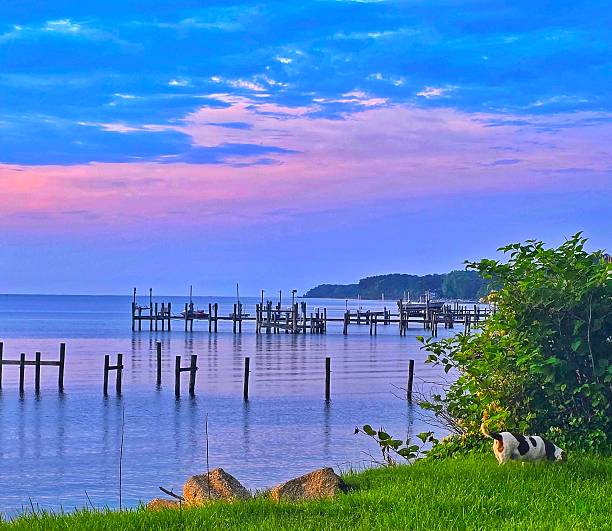 Chesapeake Bay view, fishing piers at dawn, and a Beagle dog sniffing around foliage, southern Maryland