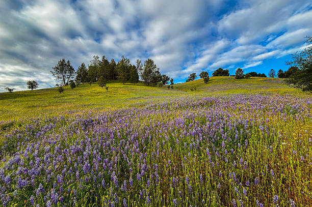 istock Bush Lupine, Northern California 2215595062