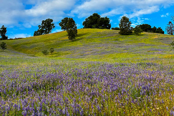 Lupine and other wildflowers in a green pasture, Bureau of Land Management’s Magnolia Ranch Regional Park, California Gold Country, Northern California.