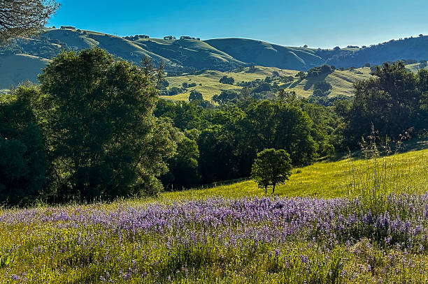Lupine and other wildflowers in a green pasture, Bureau of Land Management’s Magnolia Ranch Regional Park, California Gold Country, Northern California.