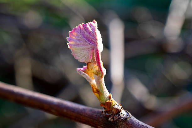 Close Up of a Grape Leaf Shoot in Spring