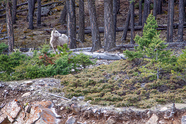 istock Wild Mountain Goat in Banff National Park 2215598652