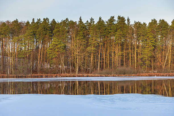 Snow-dusted birch tree at the shore of a calm lake in Kashubia, Poland. Peaceful winter landscape with forest reflection.