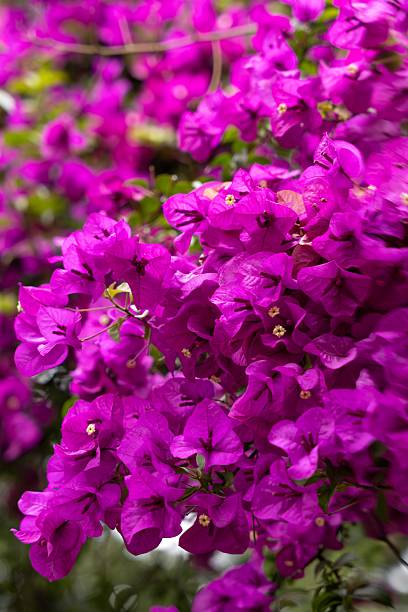 istock Bougainvillea in bloom. Bougainvillea 2215600297