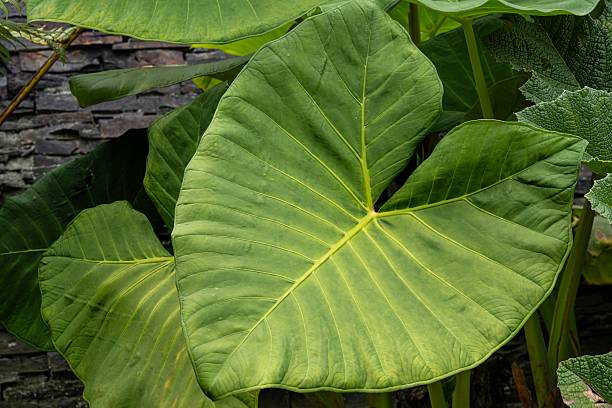 istock Abstract green leaf texture, nature background, tropical leaf. Large tropical palm leaf surrounded by dense green foliage 2215600394