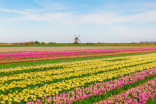 istock Multicolored tulip field and windmills in Dutch spring landscape 2215601098