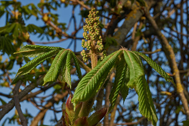 Chestnut flower buds bloom and inflorescences appear. Spring.
