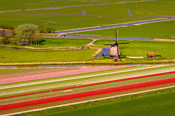 Drone capture of vibrant red tulip fields, classic windmills, and winding canals in the Dutch countryside during spring, ideal for travel and agriculture content.