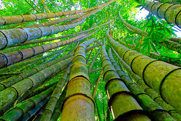 photographing the rainforest of western maui, hawai'i - u.s.a. - march 2025