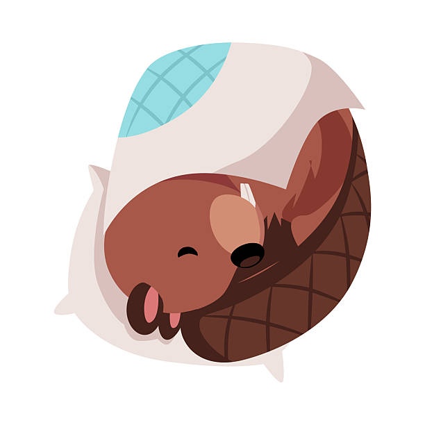 Vector illustration of cute beaver sleeping on a pillow under a blanket. Vector illustration of cute beaver sleeping on a pillow under a blanket. Animal. Children's character. Symbol of Canada. National symbol. Flat style. Isolated background. Cartoon icon. clip art of baby beaver stock illustrations
