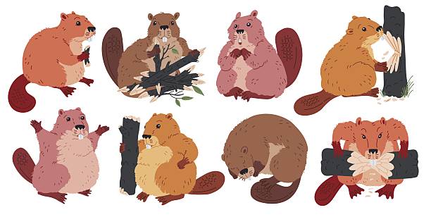 Vector collection of beavers in different poses: sleeping, surprised, joyful and gnawing on a dry log. Images of semi-aquatic mammals on a white background.
