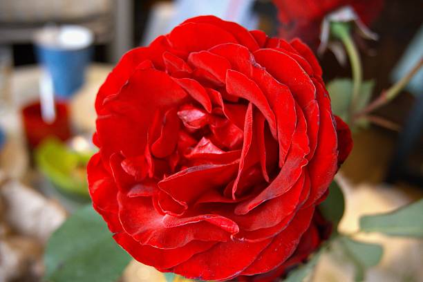 istock One red rose flower close up. 2215605285