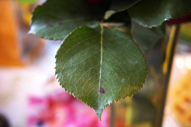 A highly detailed macro shot of a green leaf, highlighting the intricate vein pattern, texture, and natural coloration. Ideal for nature, botanical, ecological, or macro-focused stock projects needing a close-up of plant life and leaf structure.