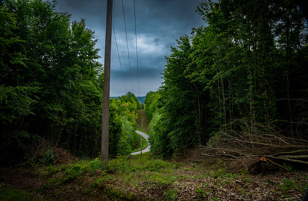 Power poles running through the forest and intersecting with a winding road