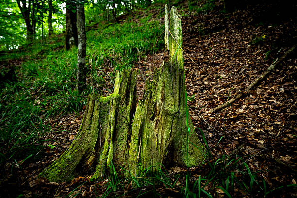 tree stump completely covered in moss in the forest
