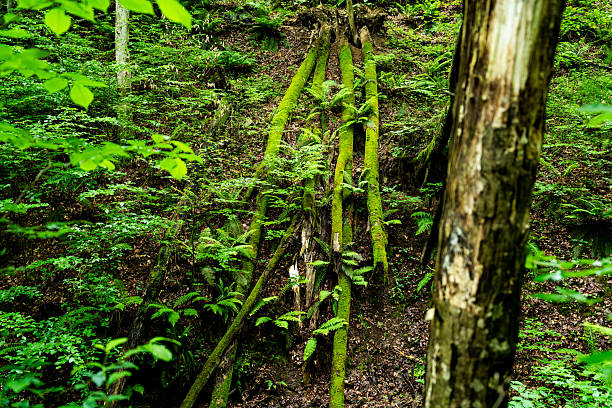 fallen trees in a ravine among ferns on which forest moss has grown