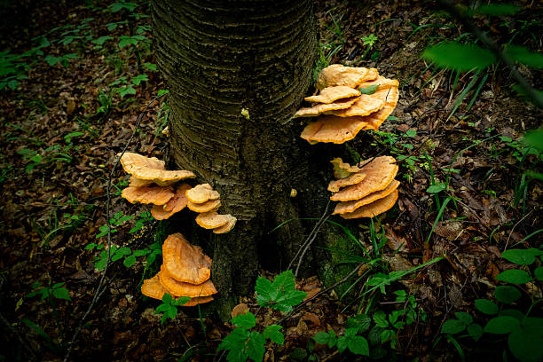 chicken mushroom on the tree (sulphur shelf, chicken of the woods, Laetiporus, chicken fungus)
