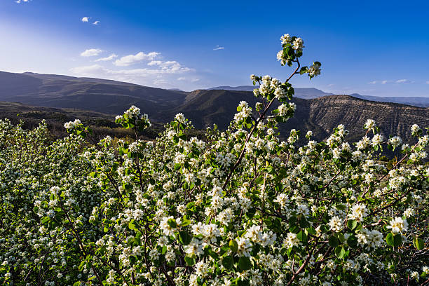 Serviceberry Bushes in Bloom with Mountain Views - Lush foliage and bushes at the peak of spring blossoming on a late afternoon with warm light.