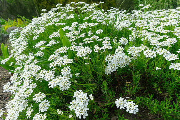 istock Delicate white Iberis flowers blanket the lush lawn, heralding spring's arrival. This charming perennial attracts pollinators and adds elegance to any garden landscape. 2215607885