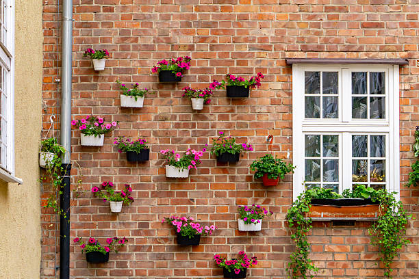 istock Brick wall decorated with colorful flower pots arranged in neat rows, with a white window on the right featuring additional plants on the windowsill. On the left, part of an adjacent building is visible. A charming summer outdoor arrangement 2215607997