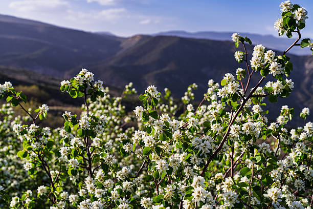Serviceberry Bushes in Bloom with Mountain Views - Lush foliage and bushes at the peak of spring blossoming on a late afternoon with warm light.