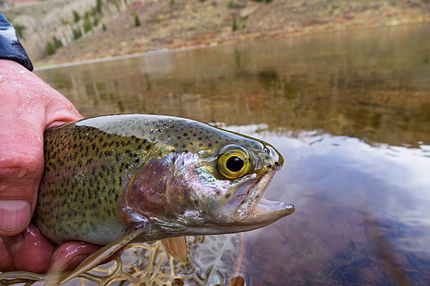 istock Rainbow Trout Caught at Lake Being released 2215608156