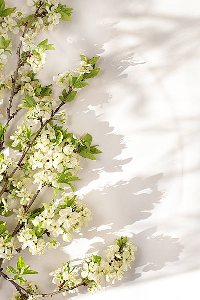 istock Abstract floral arrangement with beautiful spring cherry blossom branches on elegant sunny background. Still life with space for text, Floral holiday card with summer greeting concept, banner for screen, 2215611324