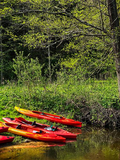 istock Forest, trees, water, lake, streams, glare, moss, nature, landscape, sky, view, evening, silhouettes, for a website, for a blog, for a video, for a visual, beautiful, aesthetics, play of light, old, branches, stumps, sunny, sun, clear weather 2215612607
