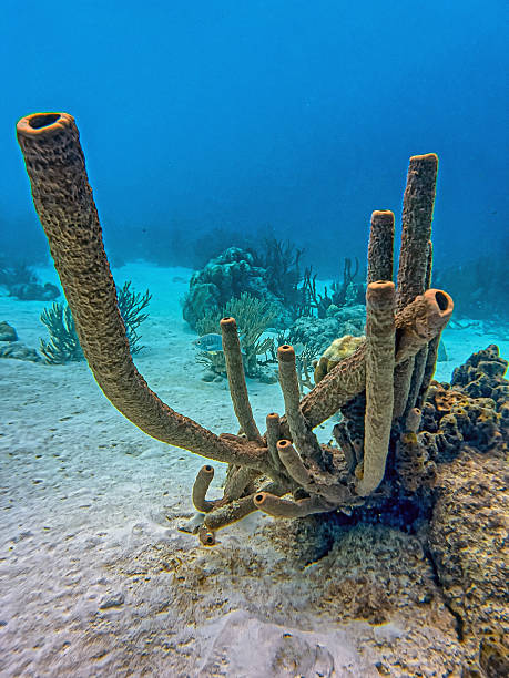 istock Caribbean coral garden, underwaterBonaire 2215617349