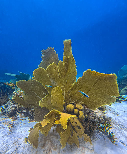 istock Caribbean coral garden, underwater,Bonaire 2215617425