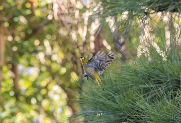 Silvereyes bird with beautiful wings. while flying