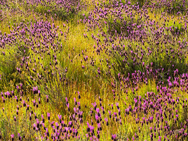 Field in spring, Lavandula pedunculata