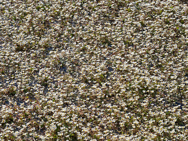 Water buttercup flowers, Ranunculus aquatilis