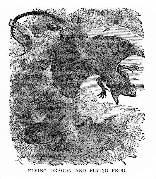 Flying Dragon, Flying Frog, Reptile Flying frog, flying dragon in natural environment. Wood Engraving published 1887. The first edition is in my private collection. Copyright is in public domain. tadpole swimming stock illustrations