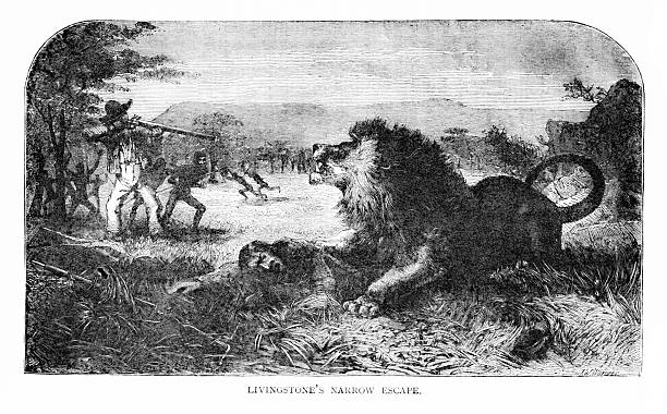 A hunter shoots a lion mauling Dr. David Livingston in Africa.  Illustration published 1887. Original edition is from my own archives. Copyright has expired and is in Public Domain.