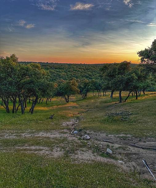 istock Monte del Pardo in Madrid at sunset 2215627196