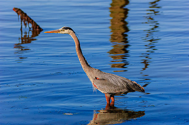 istock Great Blue Heron Wading in Elkhorn Slough 2215627240