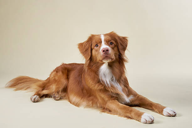 istock Nova Scotia Duck Tolling Retriever lying down and looking playful 2215627695