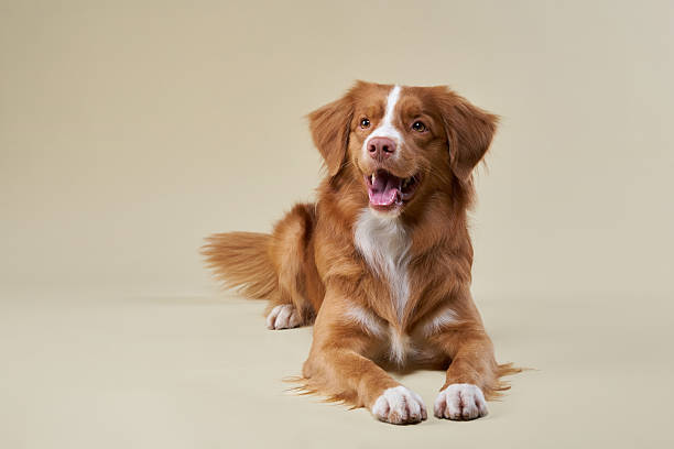 istock Nova Scotia Duck Tolling Retriever sitting and smiling 2215627699