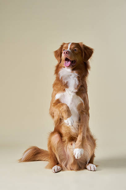 istock Nova Scotia Duck Tolling Retriever sitting upright 2215627705