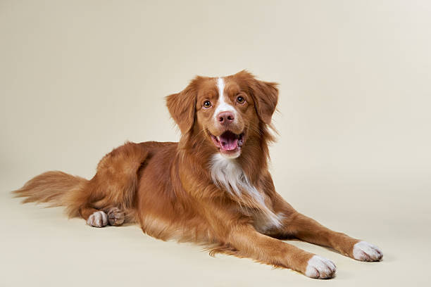 istock Nova Scotia Duck Tolling Retriever lying down relaxed 2215627709