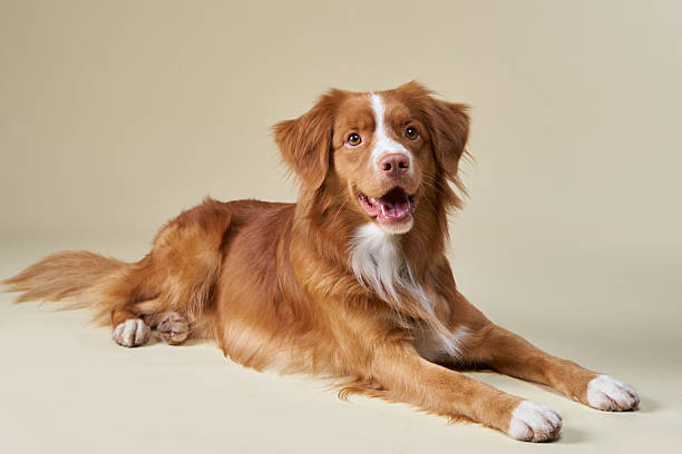 istock Nova Scotia Duck Tolling Retriever resting on beige background 2215627710