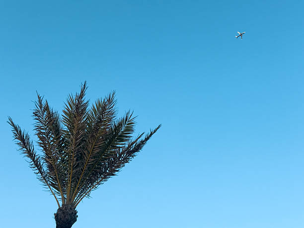 Airplane soaring above a palm tree, framed by a clear blue sky, inspires feelings of travel and tropical escapes, inviting thoughts of summer vacations and serene getaways