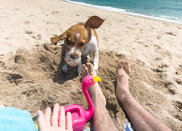 Playful beagle dog holding a colorful ball in its mouth while emerging from a sand hole on the beach, near its owner's feet and a pink flamingo watering can, during a sunny summer day